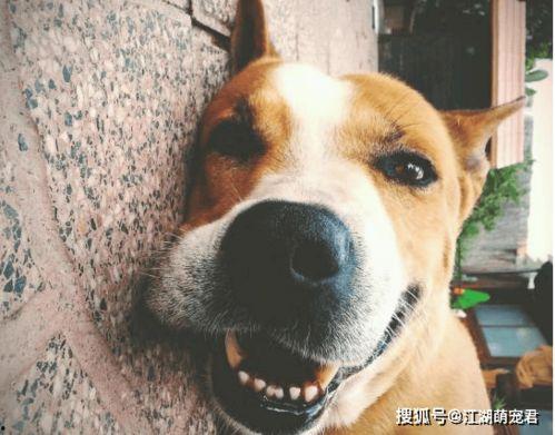 娱乐吃瓜君傻狗的日常